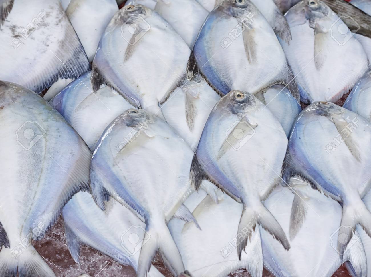 Fresh white pomfret fish small - Authentic Fish Market